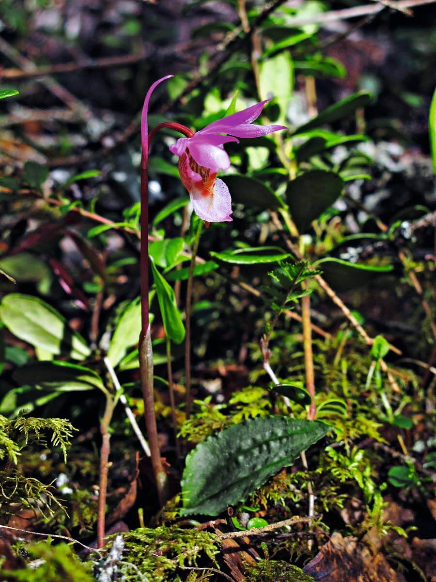 Neidonkenkä, 10-15 cm korkea, kalkinsuosija. Kosteammat painanteet kuusikossa