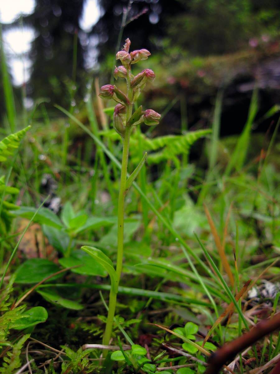 Pussikämmekkä, 10-30 cm korkea, melko yleinen. Havumetsät ja puronvarret