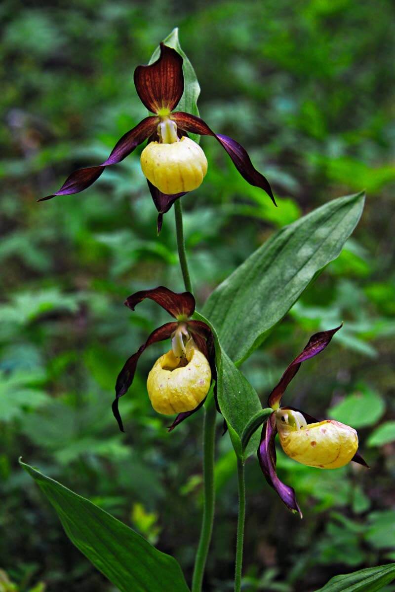 Tikankontti, 20-50 cm korkea, kalkinsuosija. Lehdot ja lehtomaiset metsänreunat