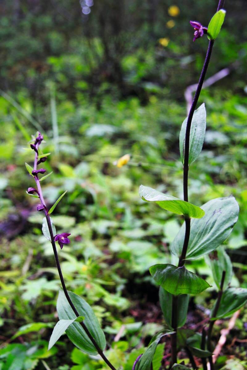 Tummaneidonvaippa, 20-50 cm korkea, kalkinsuosija. Kalliot ja soraikot