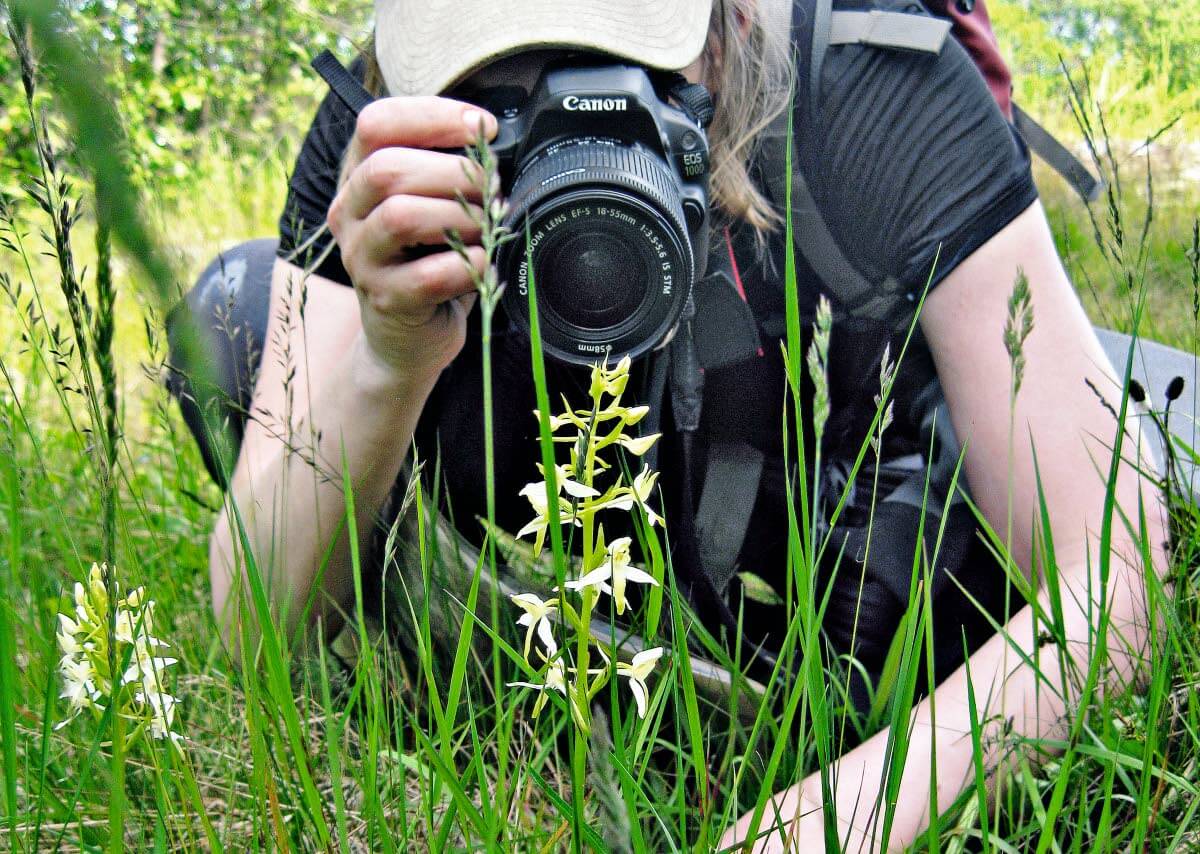 Valkolehdokki, 25-50 cm korkea, melko yleinen. Lehdot ja rehevät kangasmetsät.