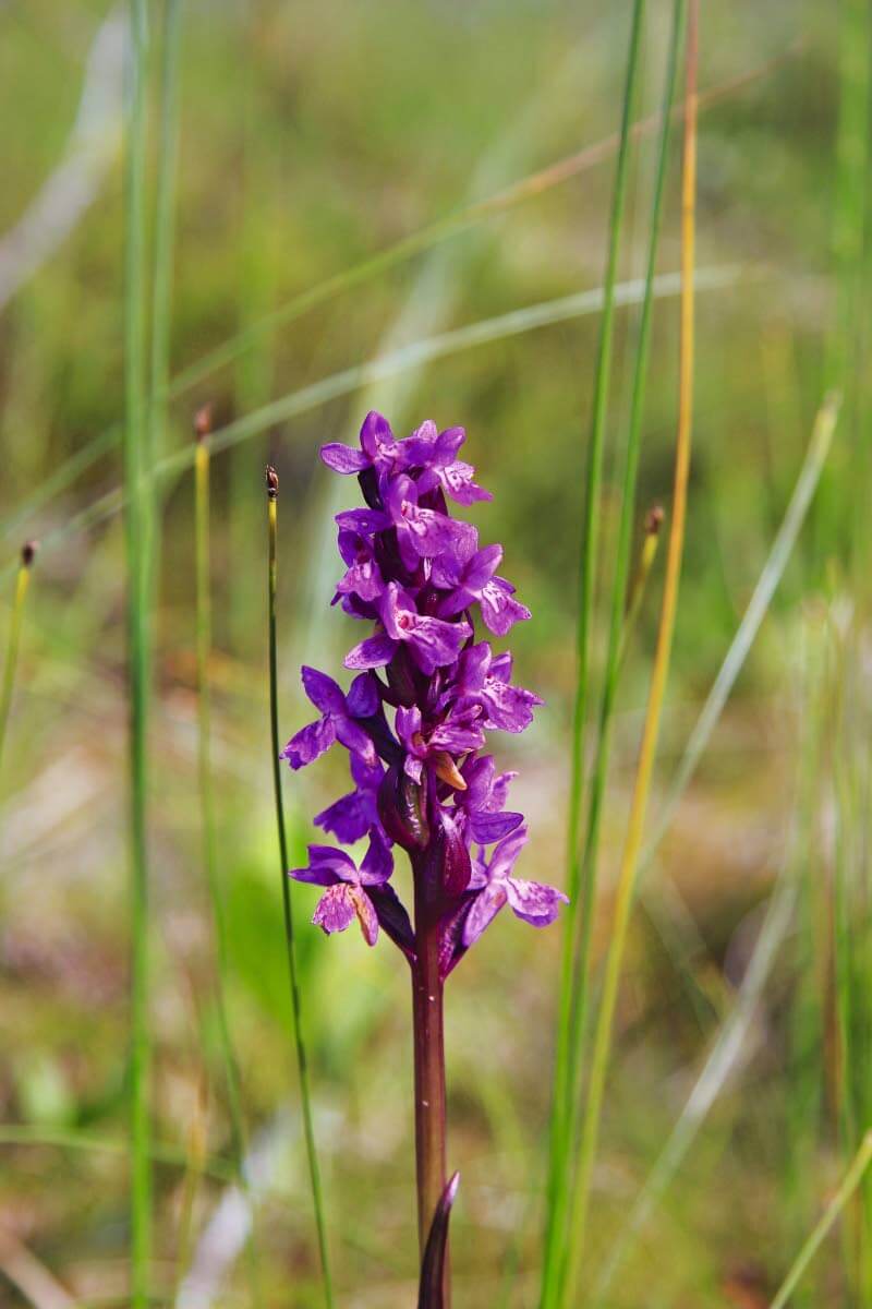 Veripunakämmekkä, 15-30 cm korkea, kalkinsuosija. Ravinteiset suot