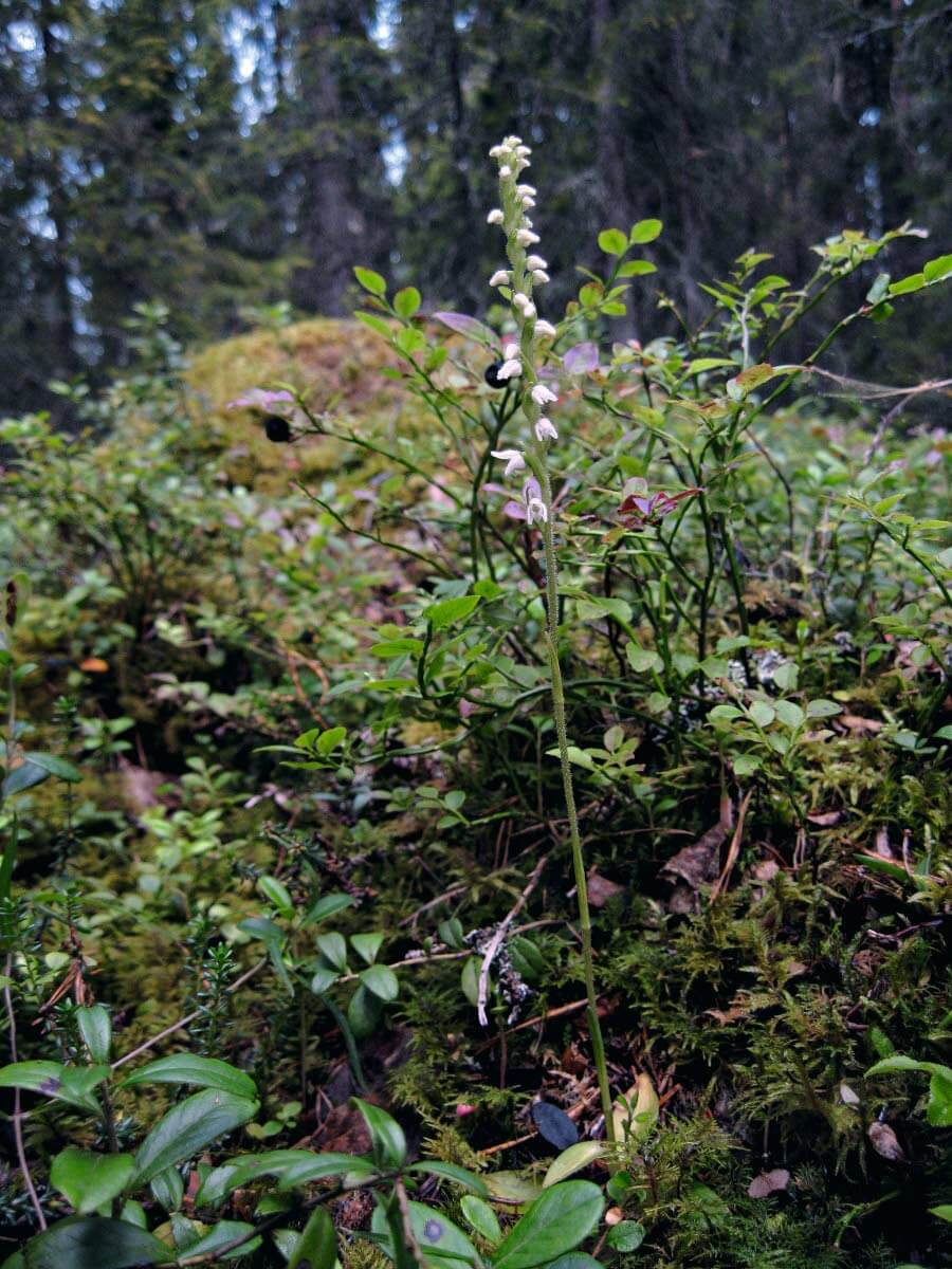 Yövilkka, 10-30 cm korkea, melko yleinen. Vanhat havumetsät