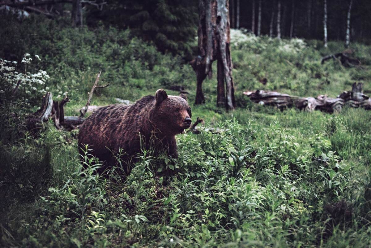 Erä-Eeron katselukojuissa muu maailma unohtuu. Hiljaisuuden rikkoo vain karhun murina tai korpin raakunta.