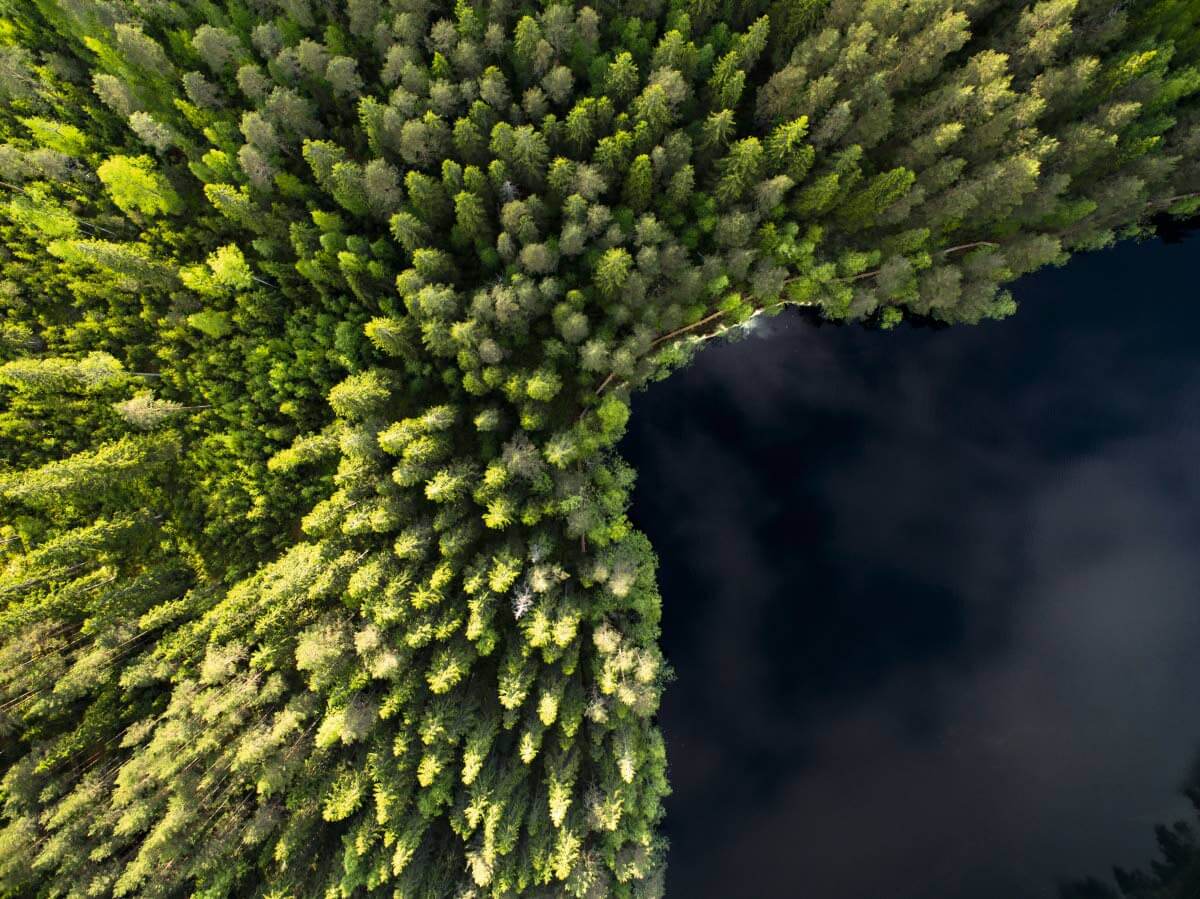 Pitkospuut mutkittelevat pitkin Keskisen Niemisjärven rantaa Evon retkeilyalueella