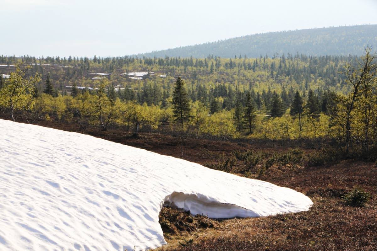 Kesäkuun tunturikoivikon värimaailmaa hallitsevat vaalean vihreä ja lumenvalkoinen. Ääniympäristön muodostavat lumenviipymien sulamisvesi­purojen solina ja järripeippojen ryystäminen.
