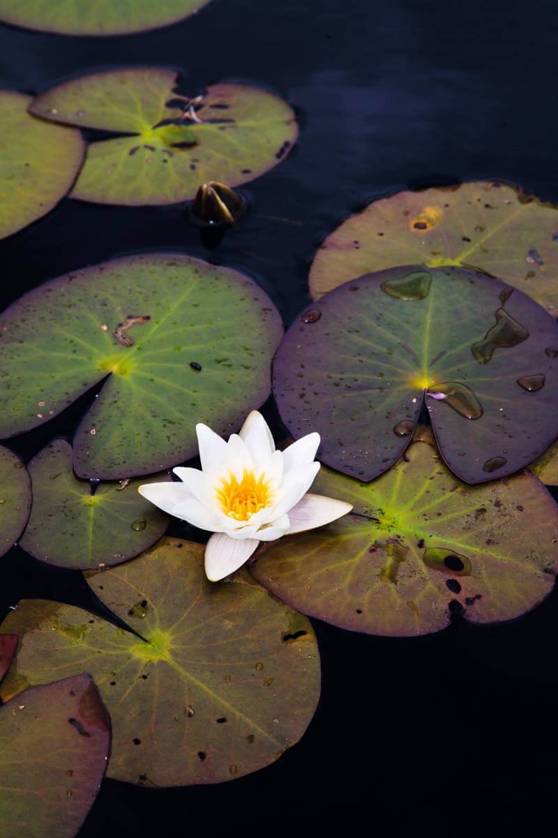 Lumpeita Jämsänkosken Lahnajärvessä.