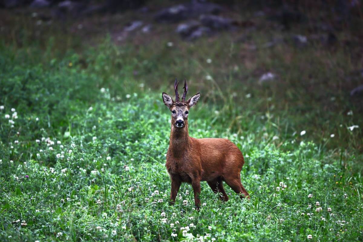 Peurojen määrän kasvaessa myös punkit ovat lisääntyneet ja levinneet.