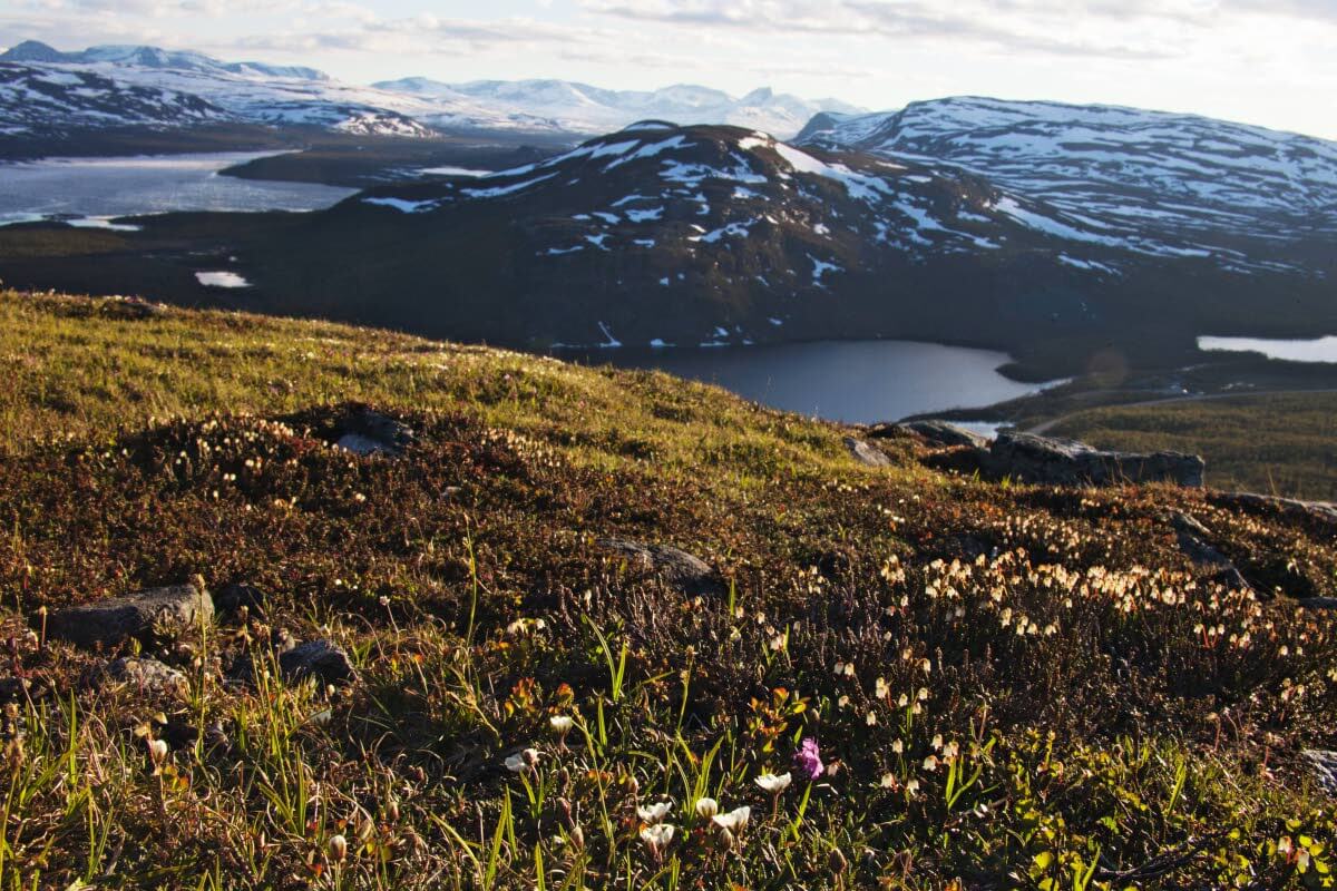 Saanantunturin valloitus selkeällä säällä Juhannusaattona keskikesän keskiyöllä on huima luontoliikunnan ja luonnonvalon ilotulitus. Kilpisjärvi on vielä puoleksi jäässä ja kilometrin korkeudessa tuntureilla lunta on reippaasti jäljellä. Kuva: Sauli Herva