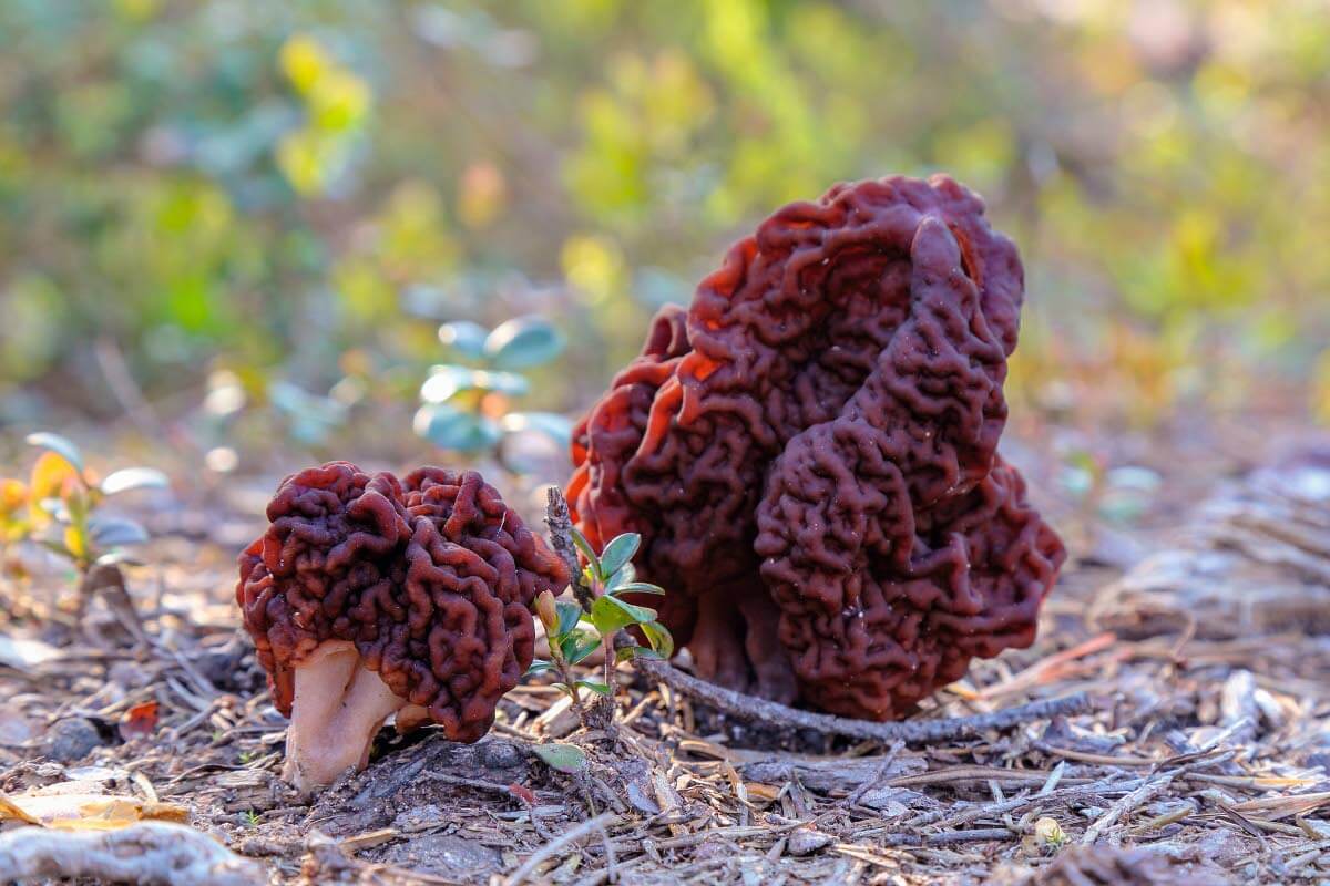 Korvasieni on myrkyllinen, mutta oikein käsiteltynä herkullinen sieni. Kuva: Shutterstock.