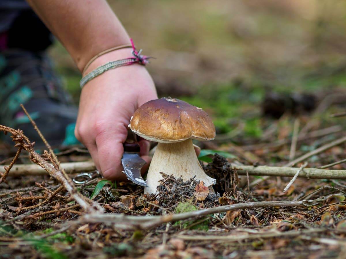 Herkkutatti. Kuva: Sampsa Sulonen.