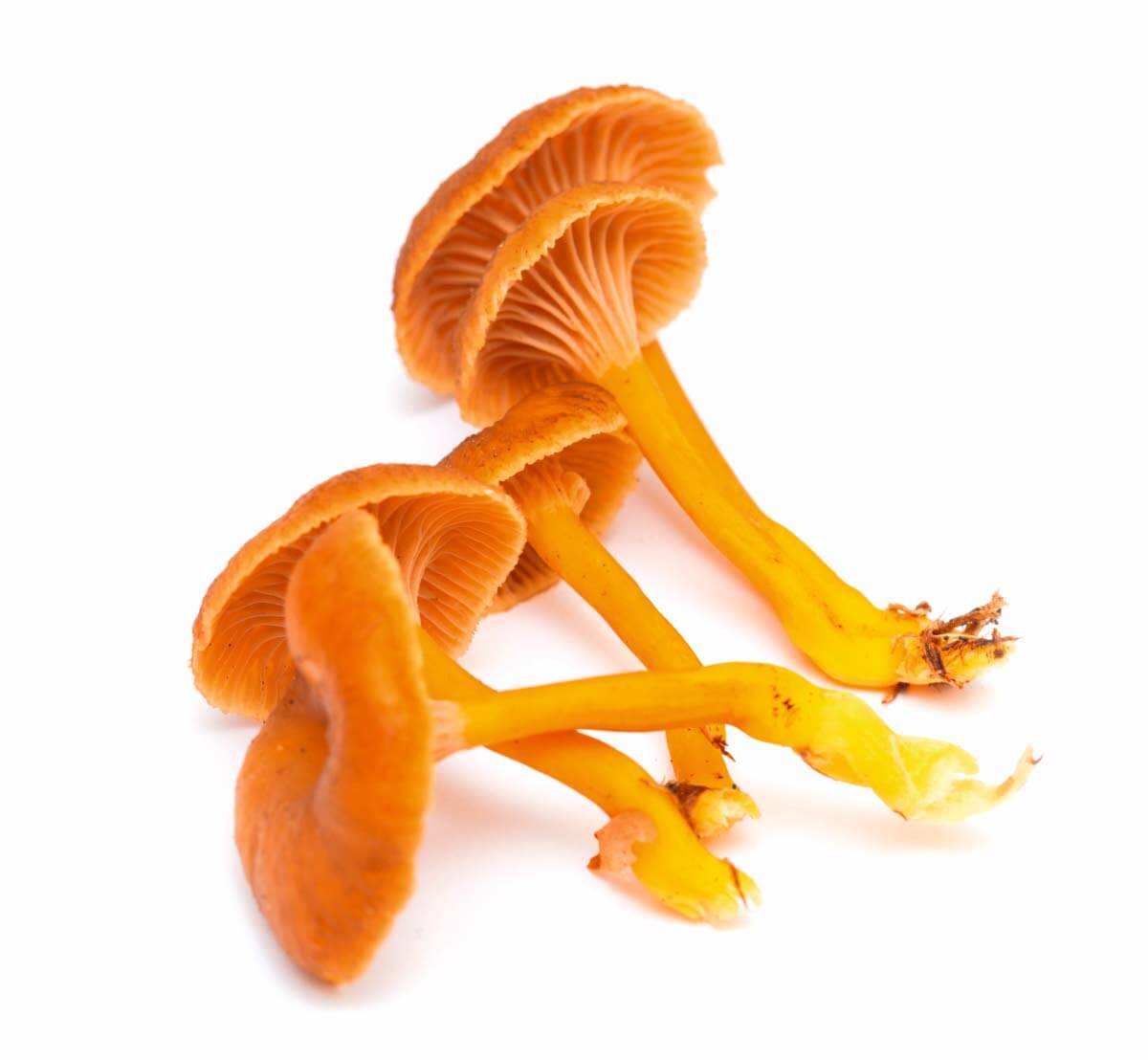 Suppilovahveroita. Kuva: Shutterstock.