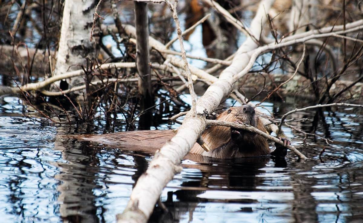 Amerikanmajava on kansallispuiston tunnuseläin. Kuva: Markus Sirkka.