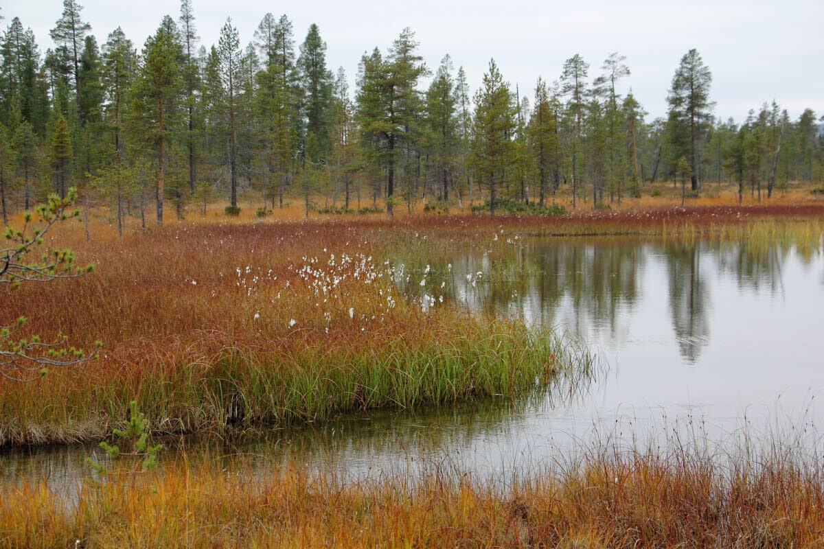 Soiden ruska voimistuu loppusyksyllä. Ruohovartiset kasvilajit ja niiden eri osat muodostavat kaikki omia sävyjään ja vivahteitaan, ja koko suoalue kokee muutoksen. Kuva: Matti Mela
