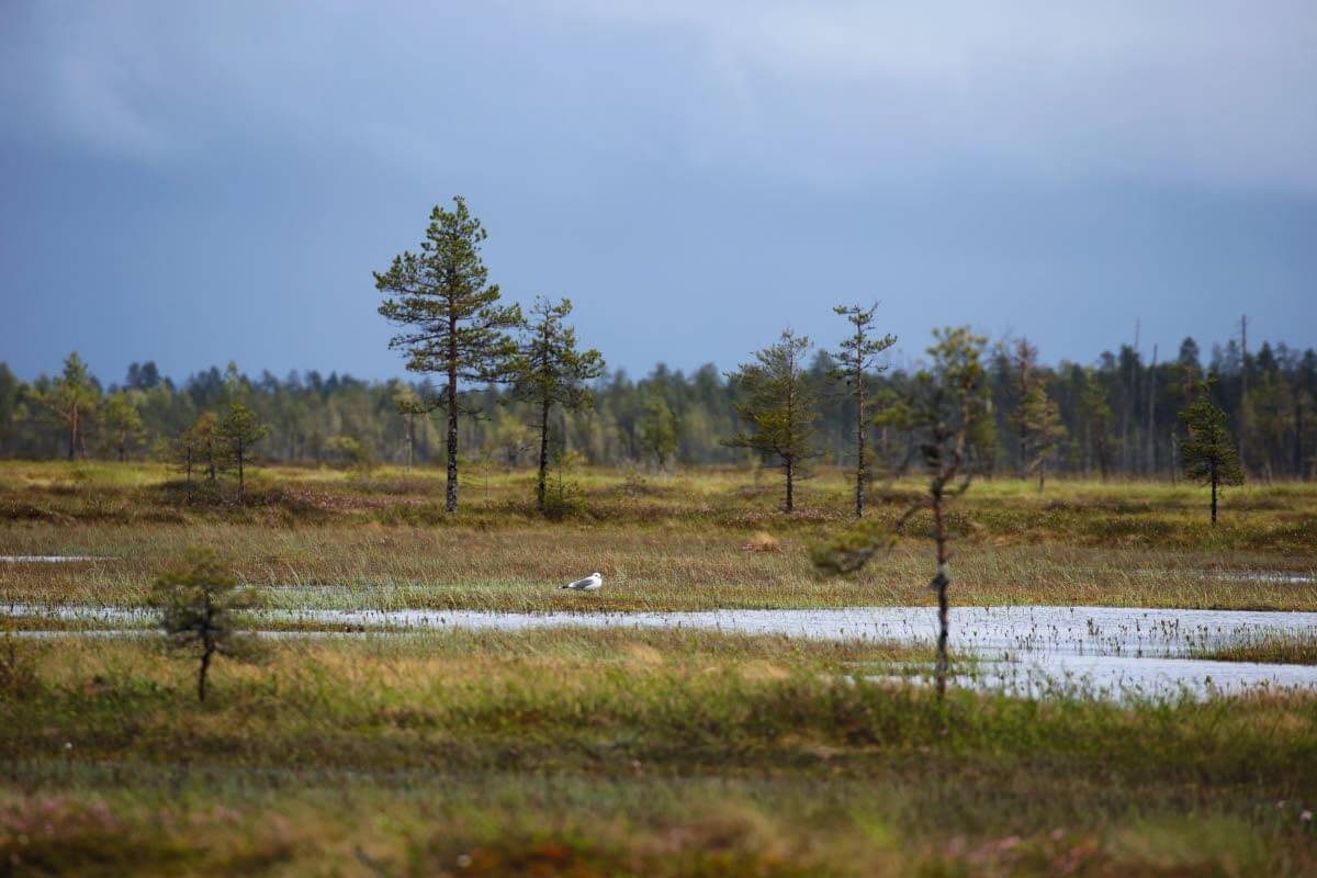 Suolla näkee, miltä Suomi näytti tuhansia vuosia, satoja suomalaispolvia sitten. Ainoa muutos viime vuoteen on millin paksumpi turvepatja. Kuva: Pertti Koskimies