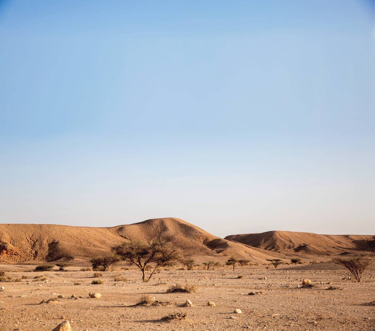 Sateenvarjoakasiat tarjoavat varjon keskipäivän kuumuudessa. Puu voi selvitä ilman vettä jopa vuosikymmenen