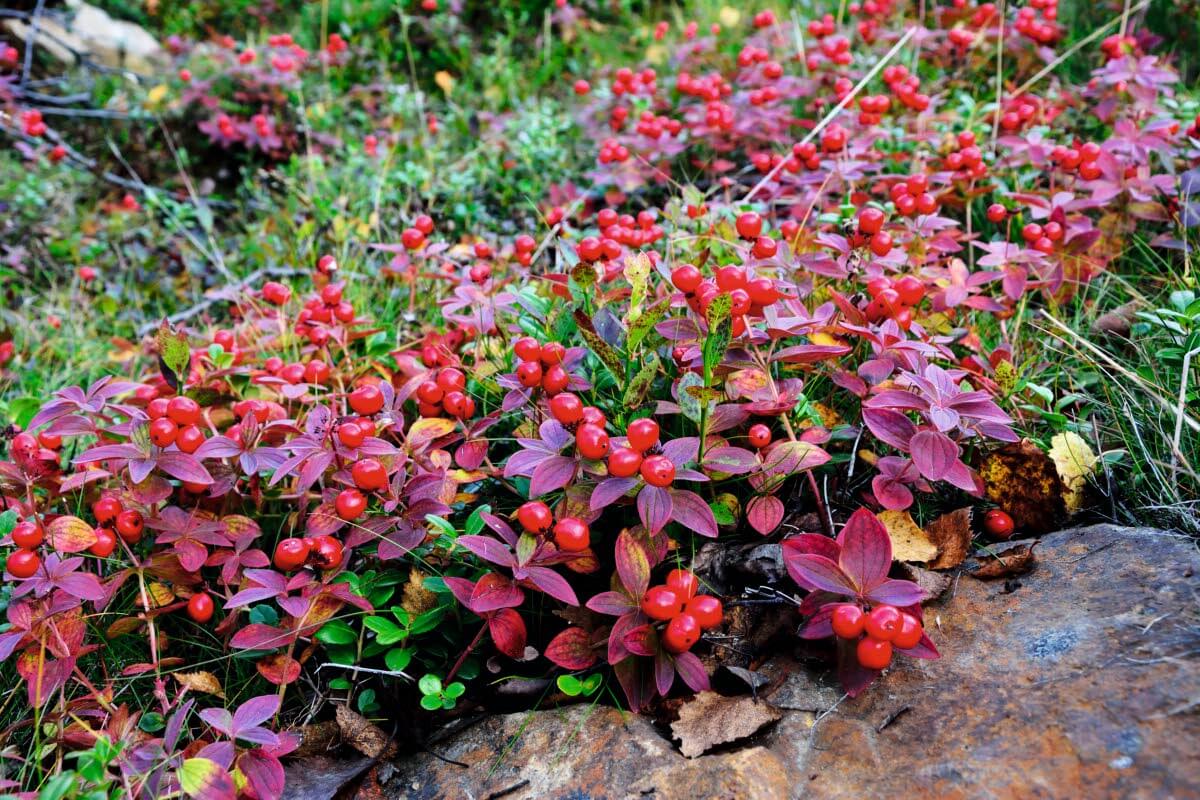 Ruohokanukan marjat loistavat ruskan väreissä