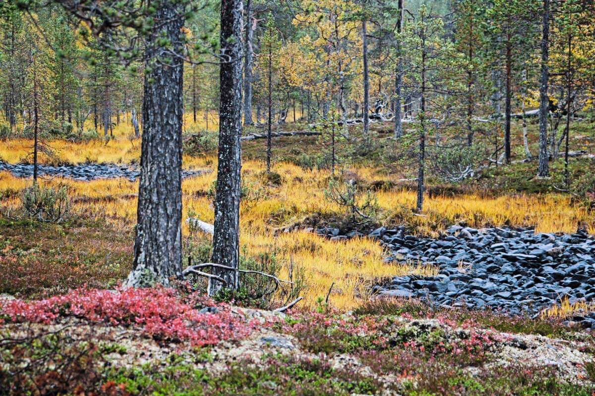 Lampien kuivuessa paljastuu aluksi tumma kasviton pohja. Muutamassa vuodessa ympä­röivä kasvillisuus alkaa peittää vedetöntä aluetta. Ruska-aikana eri kasvillisuus­tyypit erottuvat helposti. Pioneerilajeina ovat sammalet ja ruohovartiset suokasvit.
