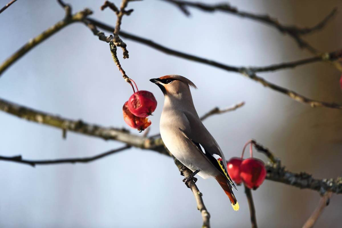 Tilhi on herättänyt kauhua Etelä-Euroopan kansoissa vuosisatojen ajan.
