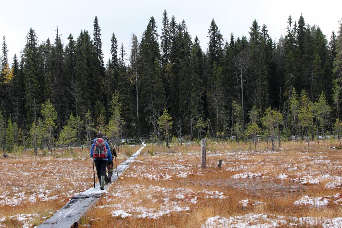 Myöhäissyksyn retkeilijät Kostamuksen luonnonpuiston pitkospuilla. Kuva: Jouni Laaksonen.