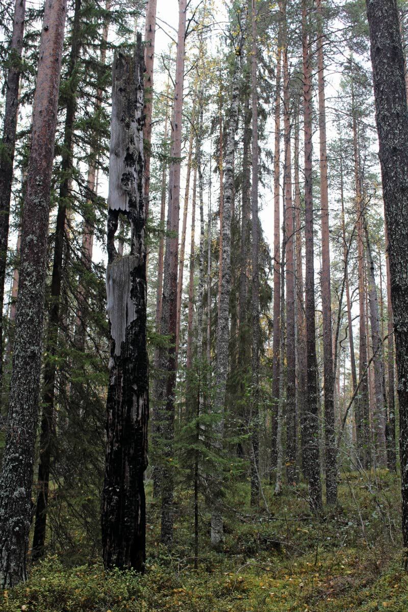 Kostamuksen luonnonpuiston upeaa, vanhaa metsää. Kuva: Jouni Laaksonen.