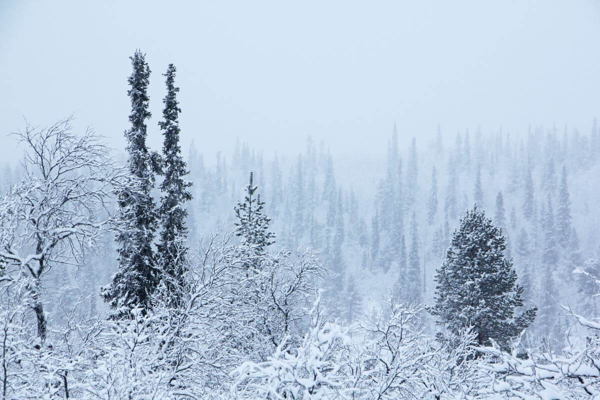 Pohjoinen metsä saa kaamospäivinä tykkykuorrutuksen, ainakin vielä, ilmaston lämpenemisestä huolimatta. Kuva: Matti Mela.