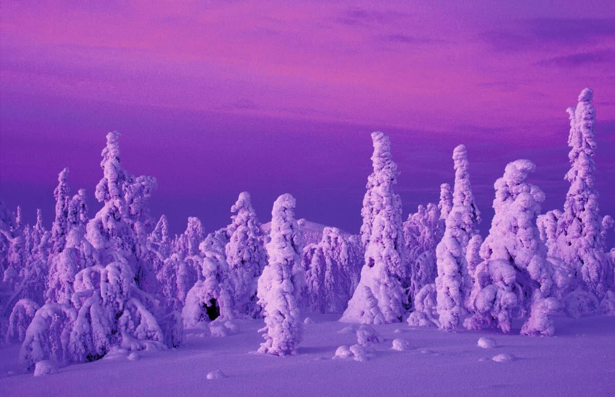 Kaamoksen sineä. Kapustalta Luostolle. Pyhä-Luostotunturin kansallispuisto. Kuva: Markus Sirkka.