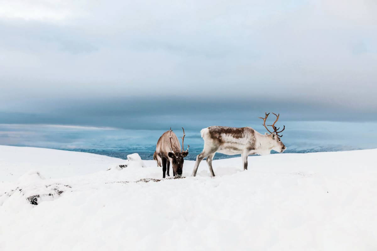 Missä porot? Kuva: Marinella Himari.