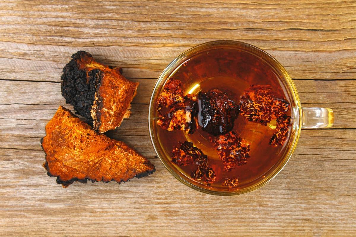 Nykyisin pakurin kysyntä on jo niin valtavaa, että sitä koitetaan kasvattaa myös keinotekoisesti istuttamalla koivuihin niin sanottuja pakuriymppejä. Kuva: Shutterstock.