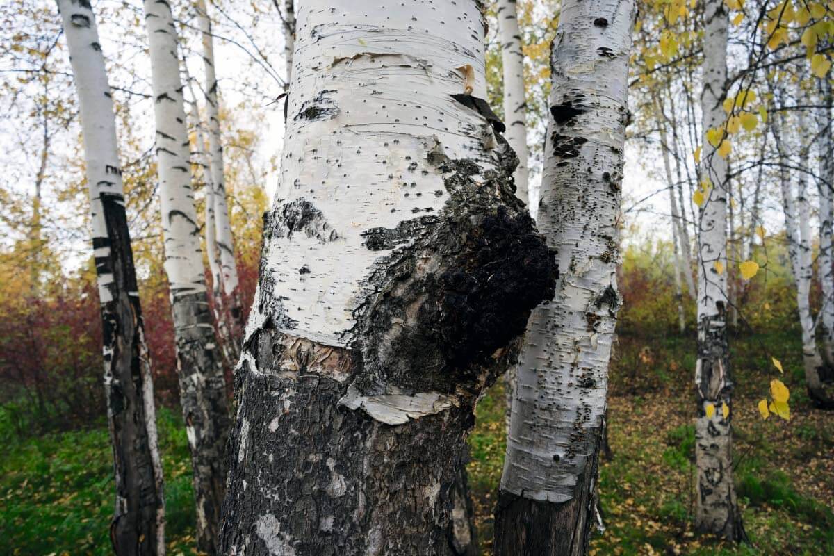 Kun pakurin palaset ovat täysin kuivat ja korkkimaisen kevyet, niistä voi valmistaa teetä. Muutama pieni palanen riittää pannullisen tai kattilallisen valmistamiseen. Kuva: Shutterstock.