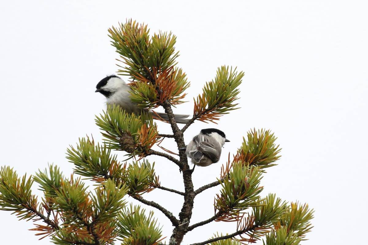 Metsä-Suomen suvereeni selviytyjä hömötiainen on puska-Suomessa erittäin uhanalainen. Tätä menoa se katoaa kokonaan vain kymmenissä vuosissa. Kuva: Pertti Koskimies.