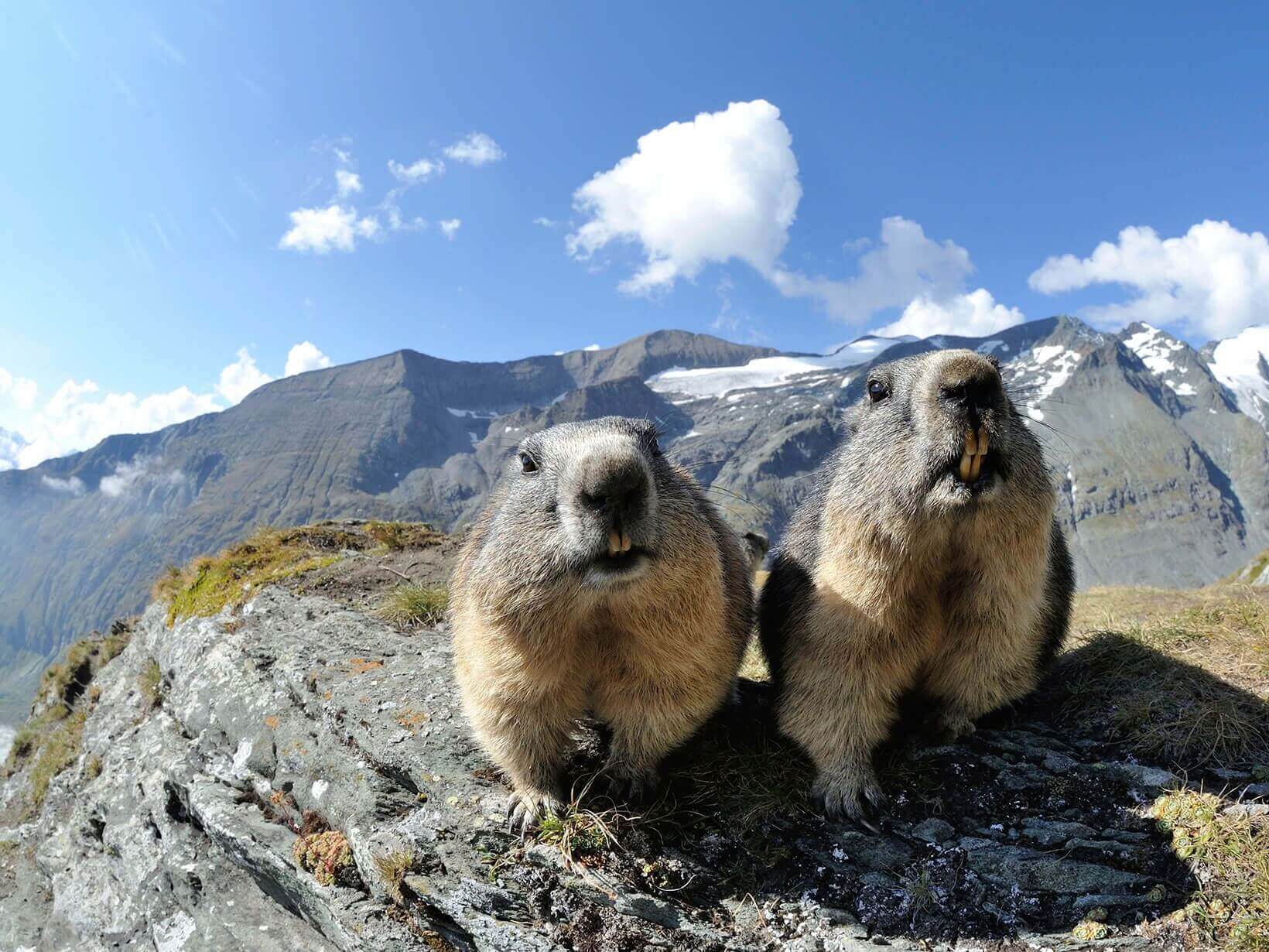 Murmelit nauttivat vuoristoilmasta.