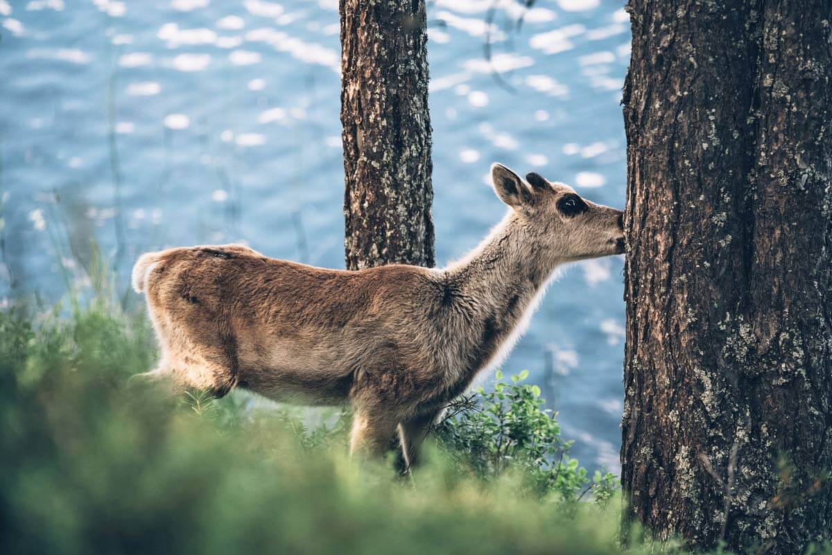 Kevään ensimmäiset poron vasat tutkivat uutta elinympäristöään ja ilahduttavat usein retkeilijöitä läsnäolollaan