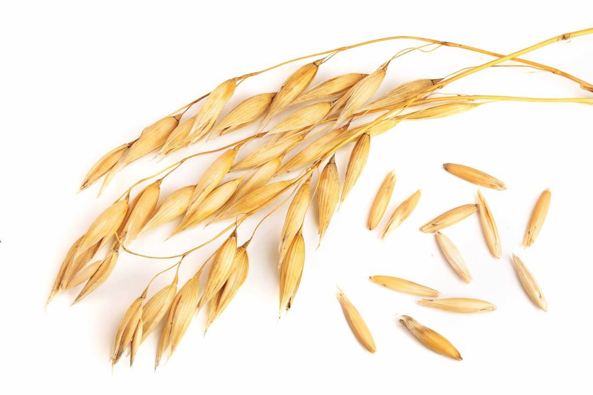 Pohjoismaalainen ruokavalio koostuu mm. [01] täysjyväkaurasta. Kuva: iStockphoto