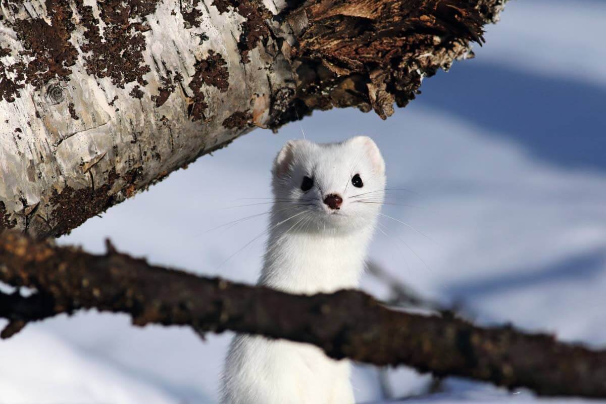 Parasta kärpässä on, että se yllättää aina, äkkiarvaamatta. Portimon polkuja ei ennalta aavista.