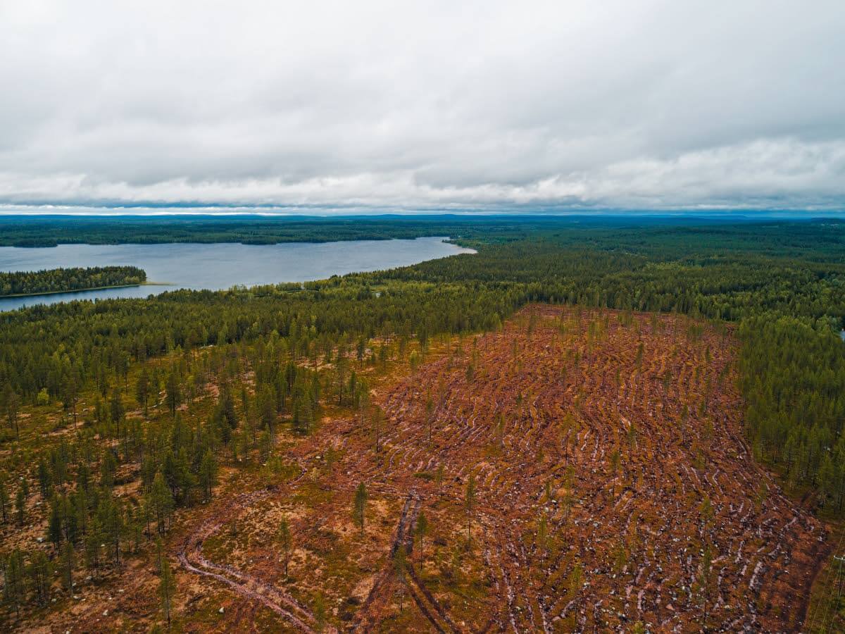 Avohakkuu harvoin kaunistaa maisemaa. Kuva: Shutterstock