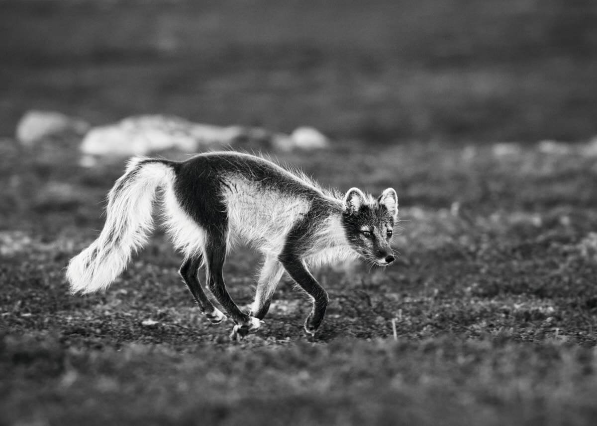 Pohjoismaiden naalikanta on alle 500 aikuista yksilöä. Suomen kanta on yhteinen Finnmarkin, Tromssan ja Norrbottenin kanssa, mutta naali ei ole pesinyt Suomessa enää 22 vuoteen