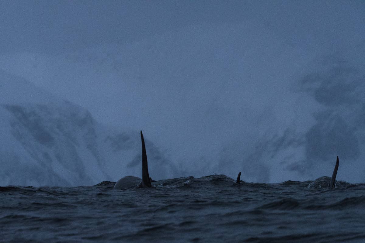 Tromssan ja Finnmarkin vuonoihin kerääntyy jopa 1 500 miekkavalasta loka–helmikuussa saalistamaan sinne vaeltavia sillejä