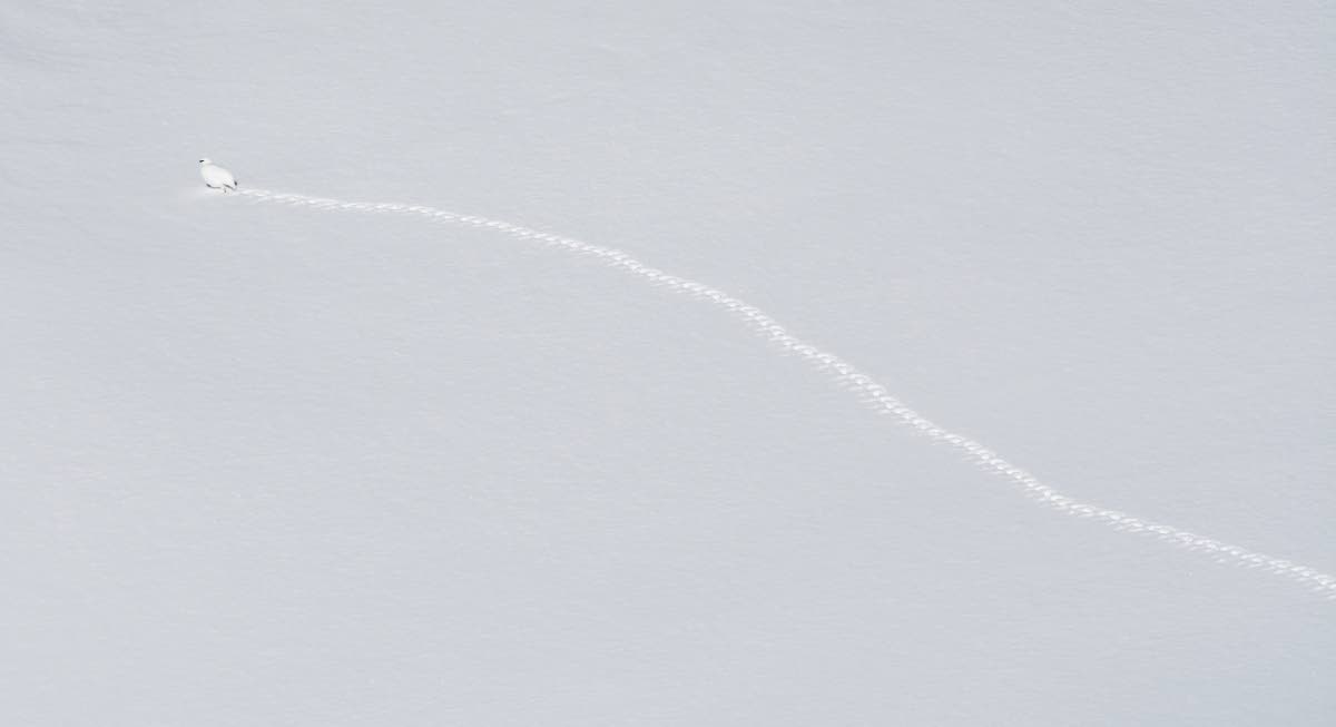 Kiirunan jälkijono lumella on kuin pohjoinen DNA. Jos kiiruna tai lumi katoavat, DNA pyyhkiytyy muistista