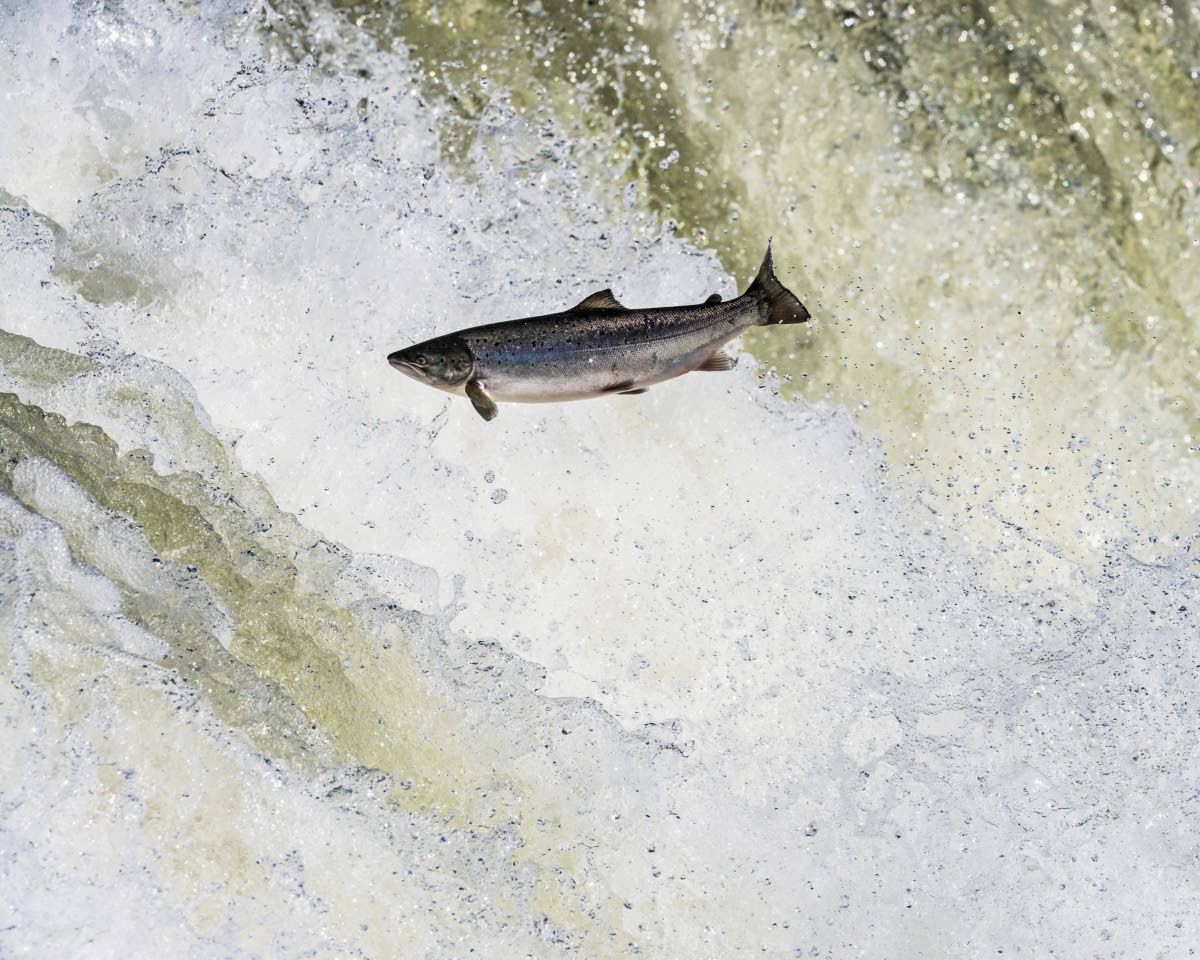 Valtamerten happamoituminen ilmastonmuutoksen seurauksena ja kalastus joissa uhkaavat Jäämereen laskevien jokien lohikantoja