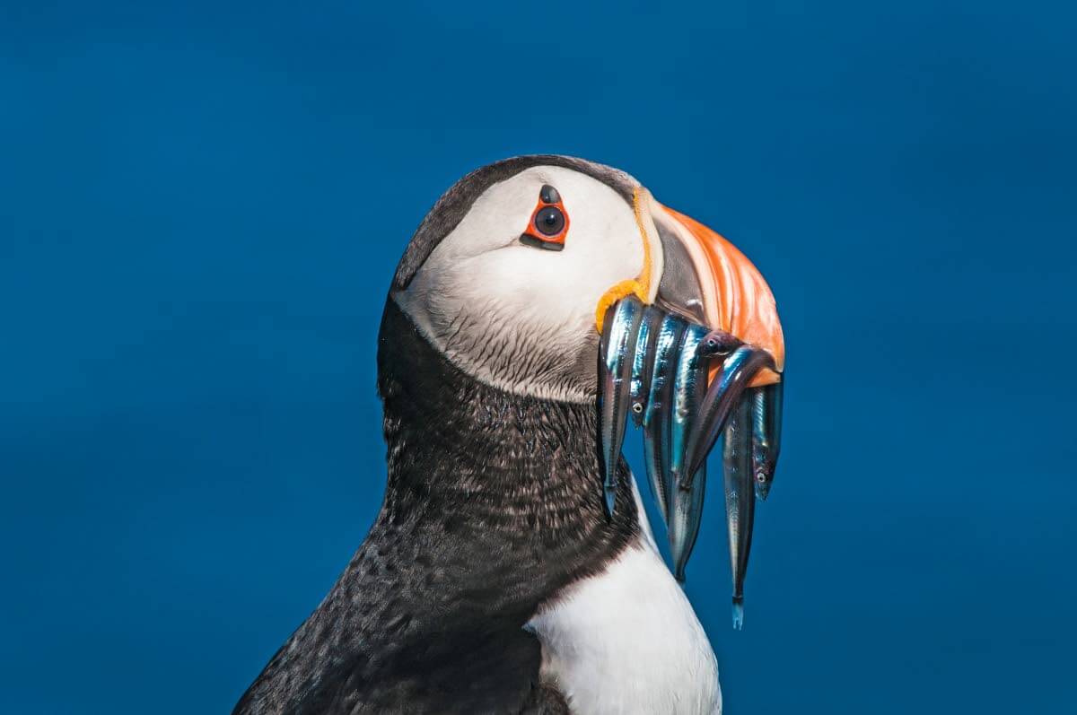 Lunni menestyy vielä Jäämeren lounaiskulmassa Varangilla, mutta etelämpänä Atlantilla katastrofi on jo iskenyt