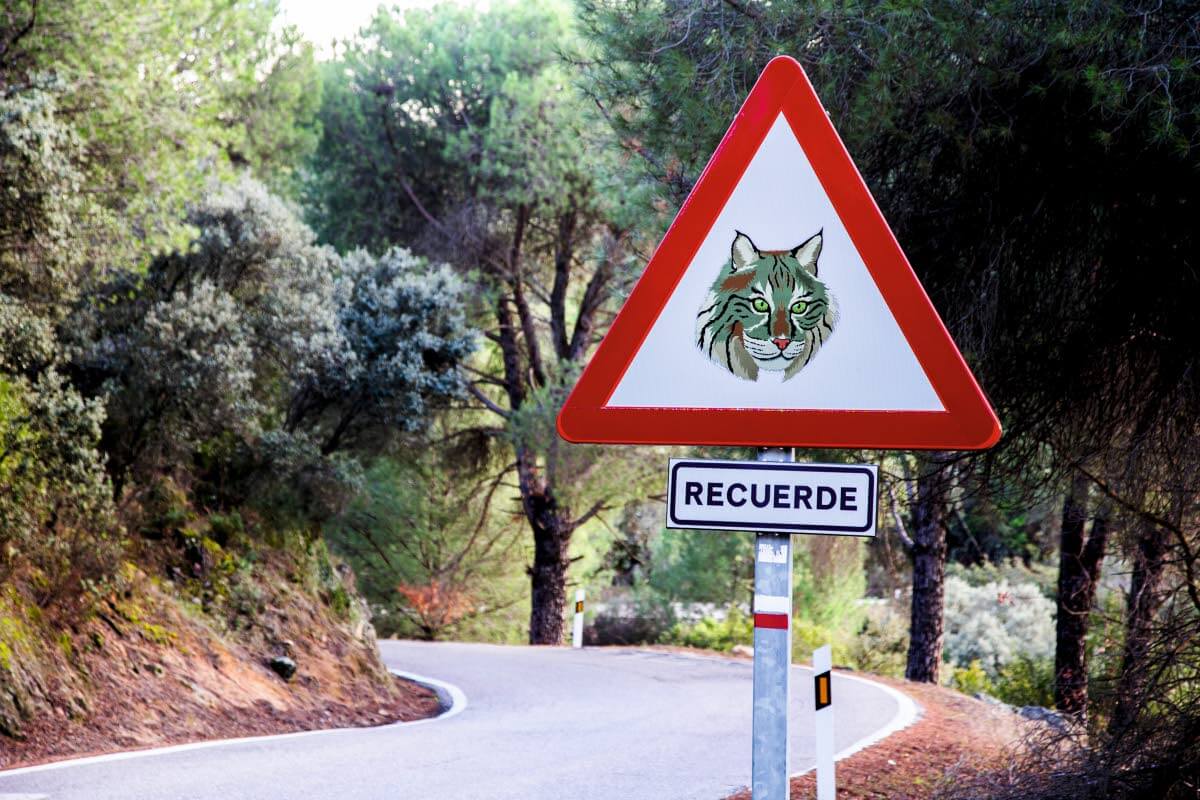 Liikenne on pahin uhka ainoastaan Espanjassa ja Portugalissa elävälle iberianilvekselle