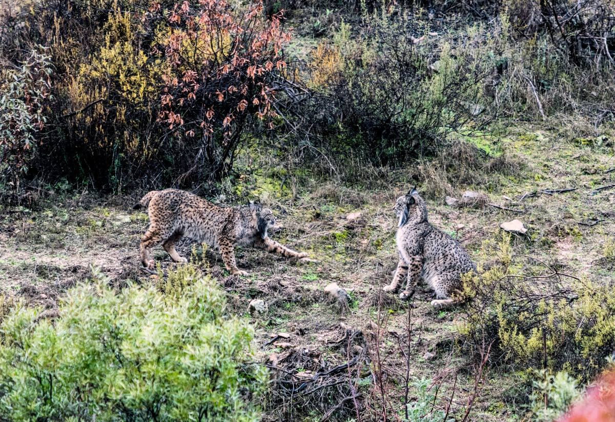 Iberianilves houkuttelee alueelle luontoturisteja. Sierra de Andújarin luonnonpuisto on yksi parhoista paikoista niiden tarkkailuun