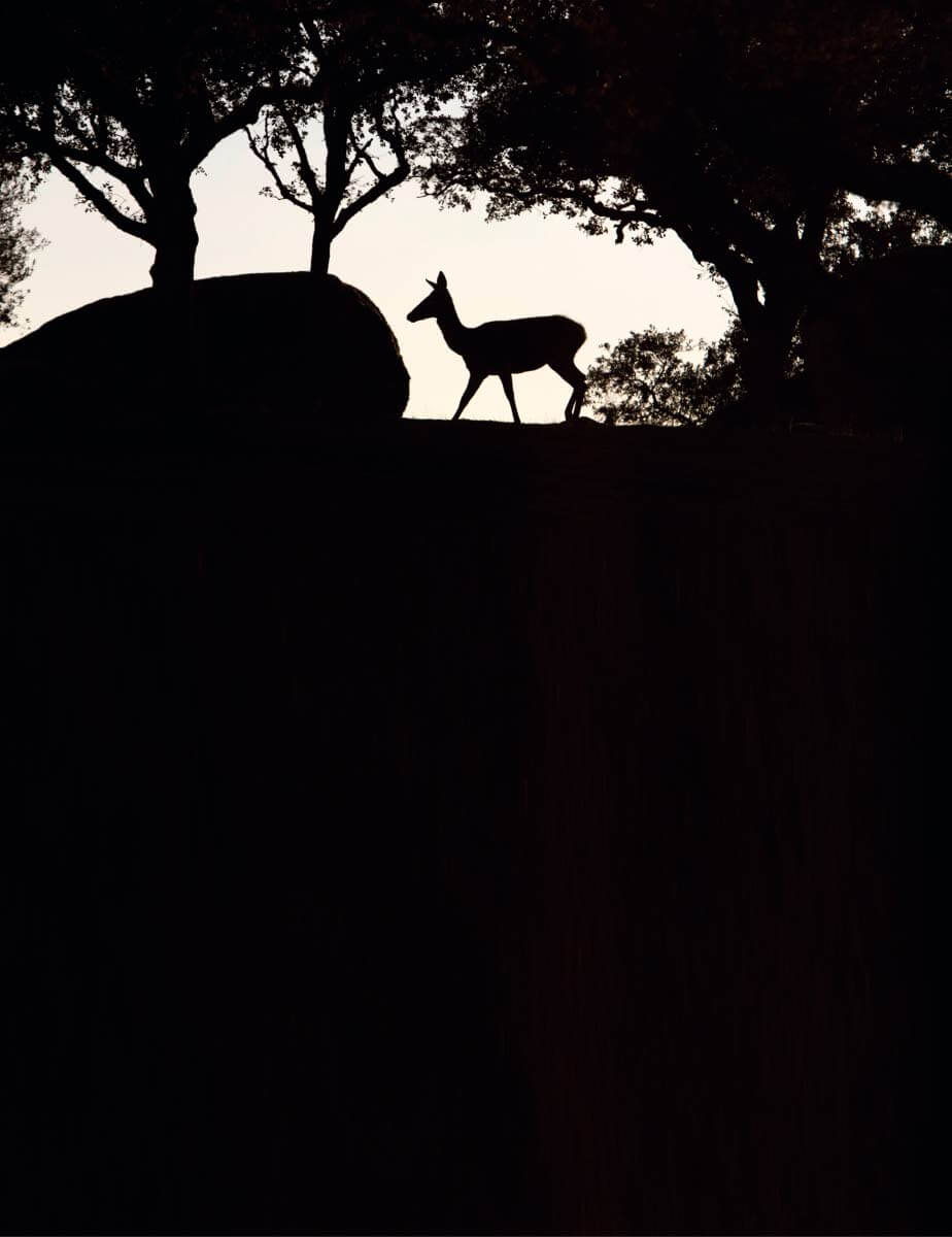 Isokauris Sierra de Andújarn luonnonsuojelualueella
