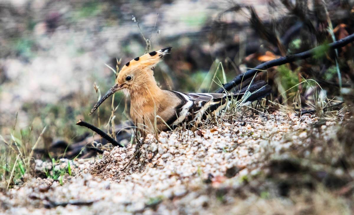 Harjalinnun esiintymisalue ulottuu Afrikasta Eurooppaan ja Aasiaan. Se pesii Virossa harvinaisena, mutta Pohjoismaissa ei lainkaan