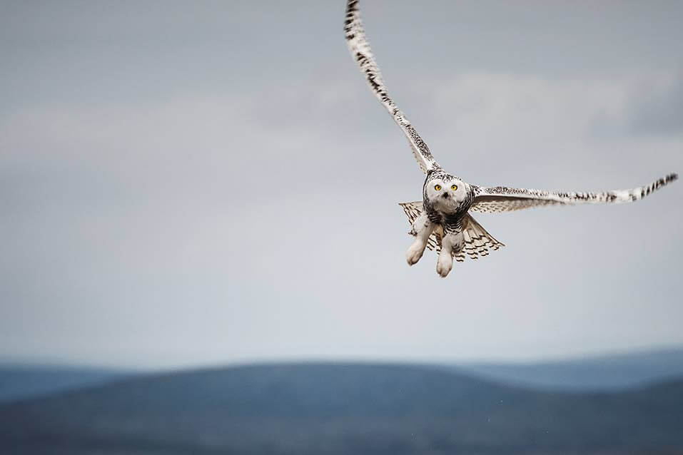 Tunturipöllön elintila katoaa nopeasti