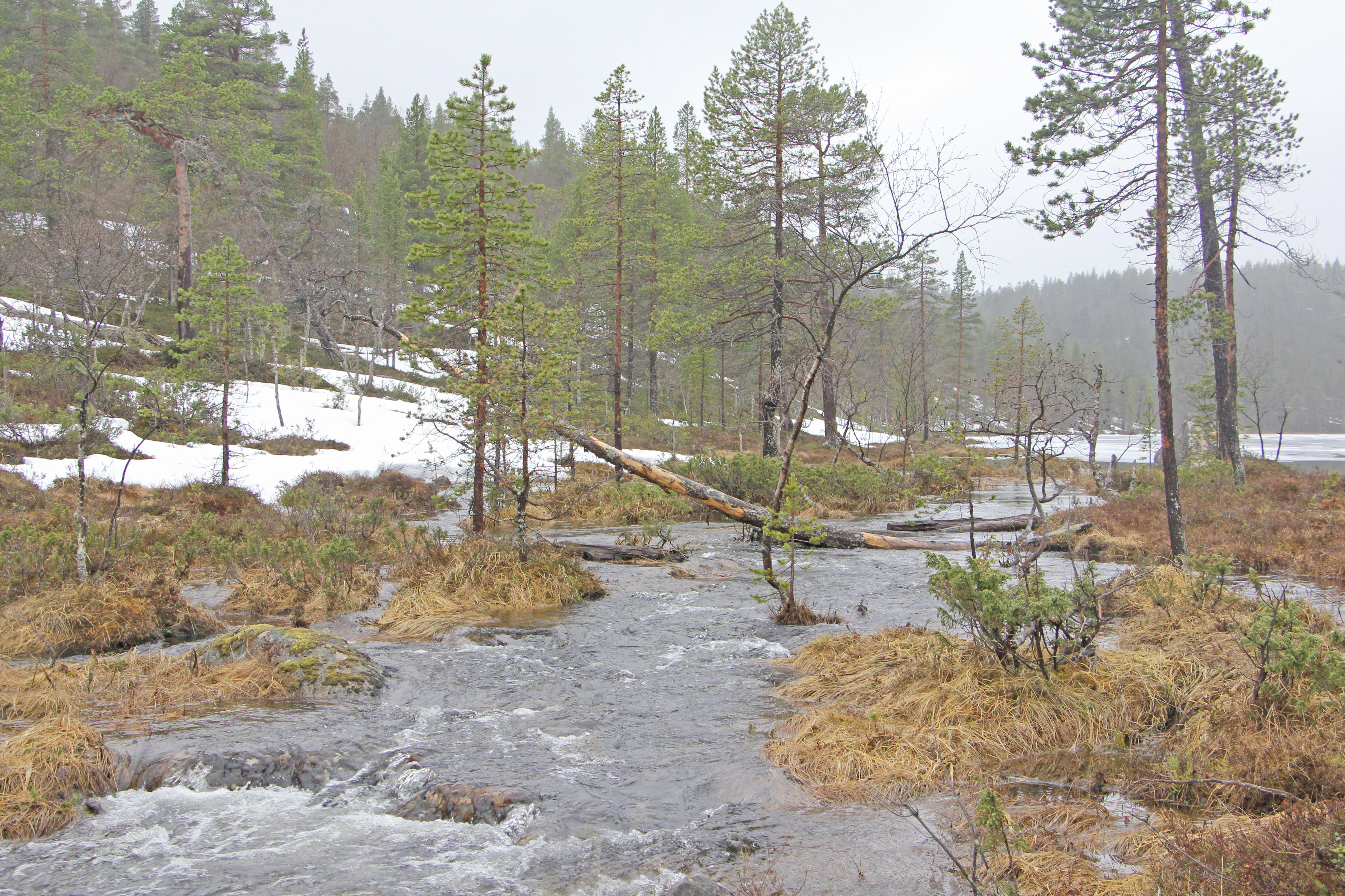 Hitaasti sulava varjorinne ja pitkään jäässä oleva tunturijärvi hidastavat tunturipuron kevättulvan edistymistä. Kuva: Matti Mela