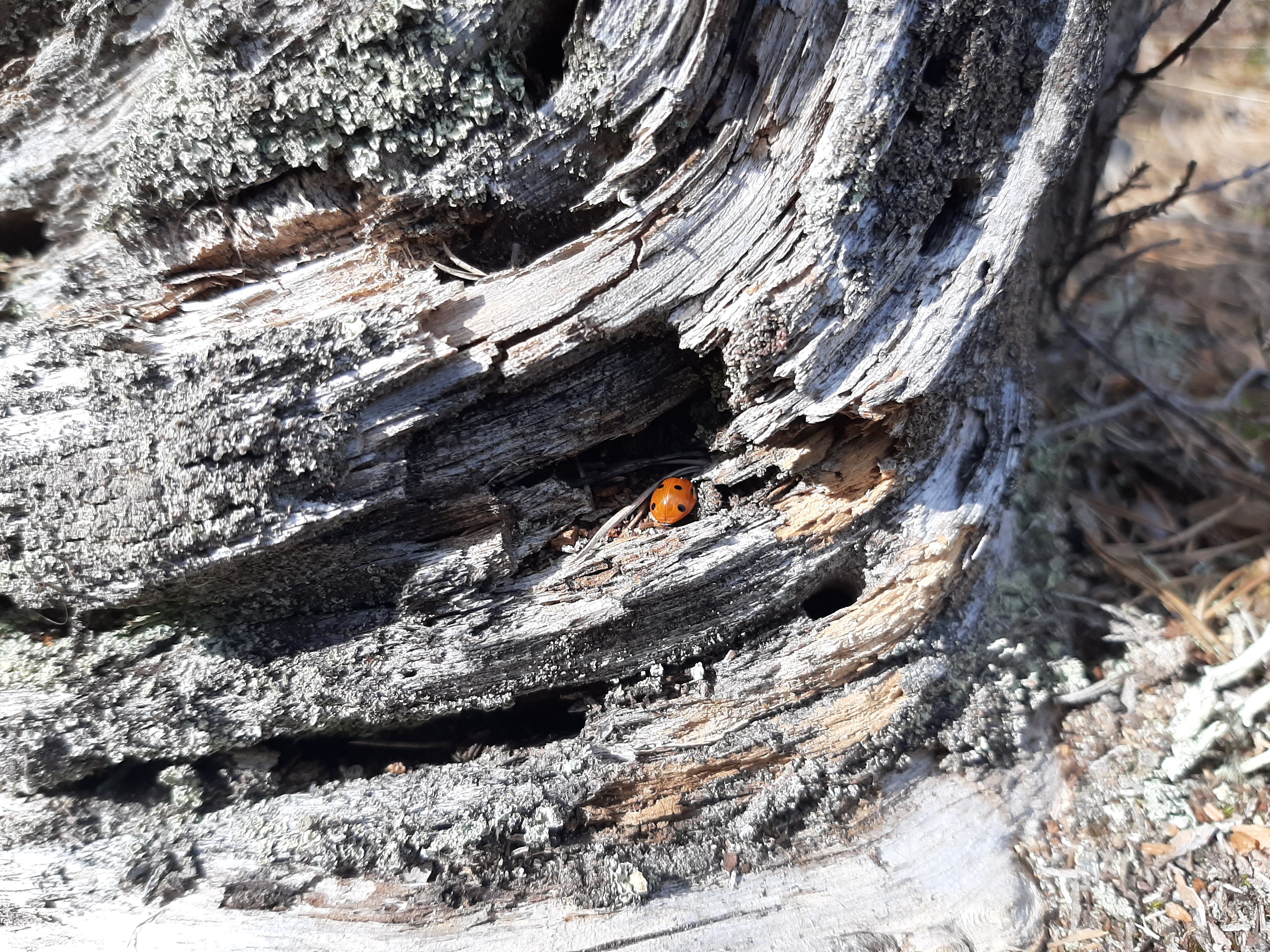 Kuva: Mari Parikka-Nihti.