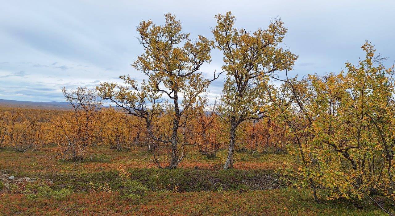 Koivujen edessä näkyvä juoksuhauta on mataloitunut ja maastoutunut vuosikymmenten mittaan lisääntyneen kasvillisuuden myötä. Kuva: Raija Hentman.