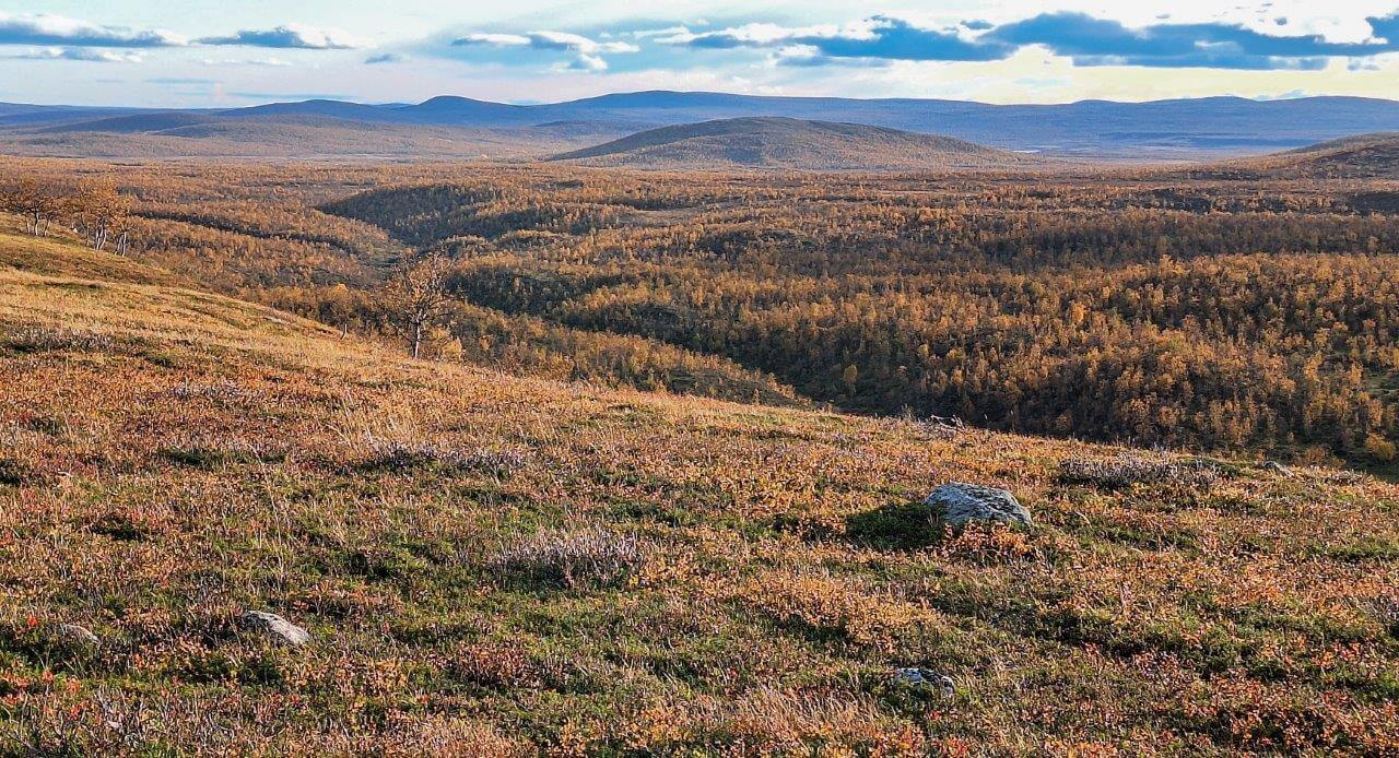 Aatsakursun harjusokkelo ei ole mielekästä kulkumaastoa. Kuva: Raija Hentman.